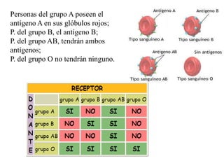 Personas del grupo A poseen el
antígeno A en sus glóbulos rojos;
P. del grupo B, el antígeno B;
P. del grupo AB, tendrán ambos
antígenos;
P. del grupo O no tendrán ninguno.
 