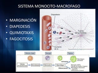 SISTEMA MONOCITO-MACROFAGO


•   MARGINACIÓN
•   DIAPEDESIS
•   QUIMIOTAXIS
•   FAGOCITOSIS
 