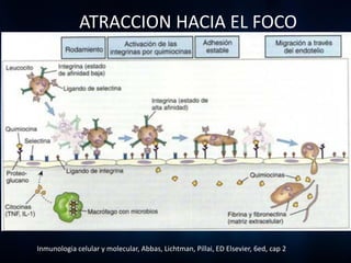 ATRACCION HACIA EL FOCO




Inmunologia celular y molecular, Abbas, Lichtman, Pillai, ED Elsevier, 6ed, cap 2
 