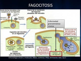 FAGOCITOSIS


                                                       Enfermedad
                                                       granulomatosa
                                                       cronica




Inmunologia celular y molecular, Abbas, Lichtman, Pillai, ED Elsevier, 6ed, cap 2
 