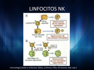 LINFOCITOS NK




Inmunologia celular y molecular, Abbas, Lichtman, Pillai, ED Elsevier, 6ed, cap 2
 