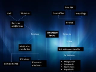 Cels. NK

  Piel           Mucosas                        Neutrófilos                  macrófago



         Barreras                                               Células
         anatómicas

                                           Inmunidad
                              Consta de                      Consta de
                                             innata

                                                                 Utiliza

                Moléculas
                circulantes                            Sist. reticuloendotelial

                                                              Se divide en
                Citocinas
                               Proteínas                 •    Marginación
Complemento                                              •    Diapédesis
                               efectoras
                                                         •    Quimiotaxis
                                                         •    Fagocitosis
 