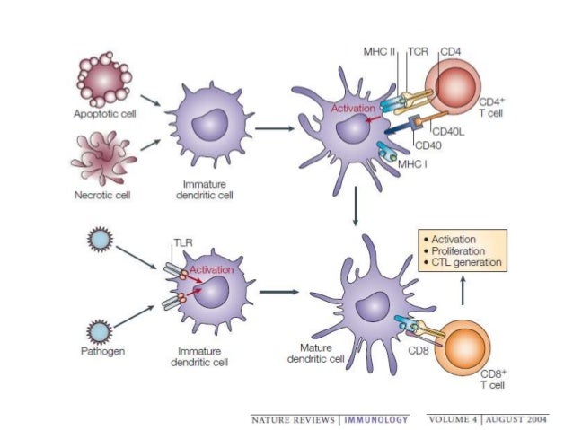 Inmunidad de las celulas t