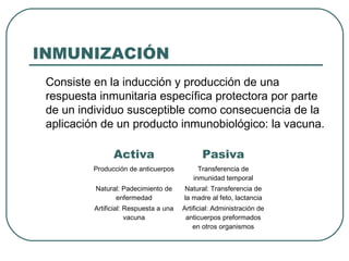INMUNIZACIÓN
Consiste en la inducción y producción de una
respuesta inmunitaria específica protectora por parte
de un individuo susceptible como consecuencia de la
aplicación de un producto inmunobiológico: la vacuna.
Activa

Pasiva

Producción de anticuerpos

Transferencia de
inmunidad temporal

Natural: Padecimiento de
enfermedad

Natural: Transferencia de
la madre al feto, lactancia

Artificial: Respuesta a una
vacuna

Artificial: Administración de
anticuerpos preformados
en otros organismos

 