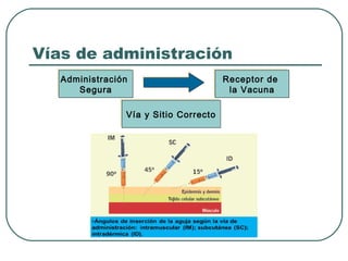 Vías de administración
Administración
Administración
Segura
Segura
Vía y Sitio Correcto
Vía y Sitio Correcto

Receptor de
Receptor de
la Vacuna
la Vacuna

 