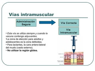 Vías intramuscular
Administración
Administración
Segura
Segura

• Esta vía se utiliza siempre y cuando la
vacuna contenga adyuvantes.
•La zona de elección para adultos y
adolescentes es la zona deltoidea.
• Para lactantes, la cara antero-lateral
del muslo (vasto externo).
• No utilizar la región glútea.

Vía Correcta
Vía Correcta
Vía
Vía
Intramuscular
Intramuscular

 