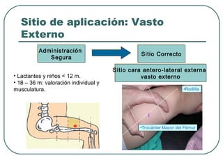 Sitio de aplicación: Vasto
Externo
Administración
Administración
Segura
Segura
• Lactantes y niños < 12 m.
• 18 – 36 m: valoración individual y
musculatura.

Sitio Correcto
Sitio Correcto
Sitio cara antero-lateral externa
Sitio cara antero-lateral externa
vasto externo
vasto externo

 