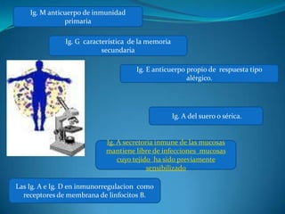 Ig. M anticuerpo de inmunidad
               primaria

               Ig. G característica de la memoria
                           secundaria

                                     Ig. E anticuerpo propio de respuesta tipo
                                                      alérgico.




                                                    Ig. A del suero o sérica.


                            Ig. A secretoria inmune de las mucosas
                            mantiene libre de infecciones mucosas
                                cuyo tejido ha sido previamente
                                          sensibilizado

Las Ig. A e Ig. D en inmunorregulacion como
  receptores de membrana de linfocitos B.
 