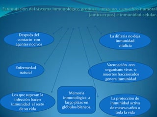 Después del                               La difteria no deja
   contacto con                                  inmunidad
  agentes nocivos                                  vitalicia



                                            Vacunación con
  Enfermedad                               organismo vivos o
    natural                               muertos fraccionados
                                           genera inmunidad



 Los que superan la        Memoria
  infección hacen      inmunológica a          La protección de
inmunidad el resto      largo plazo en        inmunidad activa
     de su vida       glóbulos blancos.       de meses o años o
                                                 toda la vida
 
