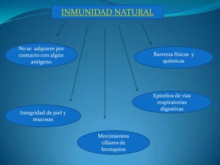 INMUNIDAD NATURAL



No se adquiere por
contacto con algún                    Barreras físicas y
     antígeno                             químicas




                                      Epitelios de vías
                                       respiratorias
                                         digestivas
Integridad de piel y
     mucosas


                       Movimientos
                        ciliares de
                        bronquios
 