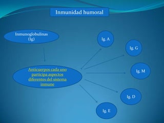Inmunidad humoral


Inmunoglobulinas
     (Ig)                            Ig. A

                                              Ig. G




      Anticuerpos cada uno                           Ig. M
        participa aspectos
      diferentes del sistema
             inmune


                                             Ig. D


                                     Ig. E
 