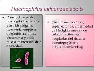    Principal causa de
    meningitis bacteriana        (disfunción esplénica,
    y artritis piógena,           esplenectomía, enfermedad
    neumonía, empiema,            de Hodgkin, anemia de
    epiglotitis, celulitis,       células falciformes,
    bacteremia y otitis           neoplasias del sistema
    media en menores de 5         hematopoyético o
    años edad.                    inmunodeficiencias);
 
