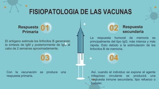 FISIOPATOLOGIA DE LAS VACUNAS
Respuesta
Primaria
El antígeno estimula los linfocitos B generando
la síntesis de IgM y posteriormente de IgG al
cabo de 2 semanas aproximadamente.
01
Con la vacunación se produce una
respuesta primaria.
03
Respuesta
secundaria
La respuesta humoral de memoria es
principalmente del tipo IgG, más intensa y más
rápida. Esto debido a la estimulación de los
linfocitos B de memoria.
02
Así, cuando el individuo se expone al agente
infeccioso circulante se producirá una
respuesta inmune secundaria, tipo refuerzo o
booster.
04
 