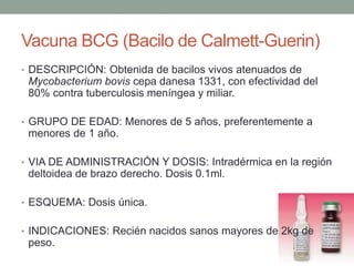 Vacuna BCG (Bacilo de Calmett-Guerin) 
• DESCRIPCIÓN: Obtenida de bacilos vivos atenuados de 
Mycobacterium bovis cepa danesa 1331, con efectividad del 
80% contra tuberculosis meníngea y miliar. 
• GRUPO DE EDAD: Menores de 5 años, preferentemente a 
menores de 1 año. 
• VIA DE ADMINISTRACIÓN Y DOSIS: Intradérmica en la región 
deltoidea de brazo derecho. Dosis 0.1ml. 
• ESQUEMA: Dosis única. 
• INDICACIONES: Recién nacidos sanos mayores de 2kg de 
peso. 
 
