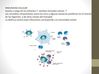 INMUNIDAD CELULAR
Queda a cargo de los linfocitos T tambien llamados celulas T
Los microbios intracelulares como los virus y algunas bacterias proliferan en el interior
de los fagocitos y de otras celulas del huesped
La defensa contra estas infecciones corresponde a la inmunidad celular.
 