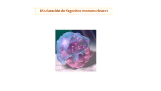 Maduración de fagocitos mononucleares
 