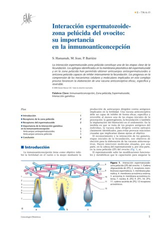 Interacción espermatozoide-
zona pelúcida del ovocito:
su importancia
en la inmunoanticoncepción
S. Hamamah, M. Jean, P. Barrière
La interacción espermatozoide-zona pelúcida constituye una de las etapas clave de la
fecundación. Los epítopos identiﬁcados en la membrana plasmática del espermatozoide
y en la zona pelúcida han permitido obtener anticuerpos antiespermatozoides o
antizona pelúcida capaces de inhibir intensamente la fecundación. Los progresos en la
comprensión de los mecanismos celulares y moleculares implicados en este complejo
proceso favorecen la elaboración de una vacuna anticonceptiva eﬁcaz, especíﬁca y
reversible.
© 2009 Elsevier Masson SAS. Todos los derechos reservados.
Palabras Clave: Inmunoanticoncepción; Zona pelúcida; Espermatozoide;
Interacción gamética
Plan
¶ Introducción 1
¶ Receptores de la zona pelúcida 2
¶ Receptores del espermatozoide 2
¶ Importancia de la interacción gamética
en la inmunoanticoncepción 3
Anticuerpos antiespermatozoides 3
Anticuerpos antizona pelúcida 3
¶ Conclusión 4
■ Introducción
La inmunoanticoncepción tiene como objetivo inhi-
bir la fertilidad en el varón o la mujer mediante la
producción de anticuerpos dirigidos contra antígenos
implicados en la fertilidad. Una vacuna anticonceptiva
debe ser capaz de inhibir de forma eficaz, específica y
reversible al menos una de las etapas iniciales de la
procreación: la gametogénesis, la fecundación o también
la implantación del blastocisto en el endometrio. En la
medida en que se trata de los propios antígenos del
individuo, la vacuna debe dirigirse contra epítopos
claramente identificados, para evitar provocar reacciones
cruzadas que implicarían dianas ajenas al objetivo.
El reconocimiento y la interacción de los gametos,
etapas iniciales de la fecundación, son objetivos de
elección para la elaboración de las vacunas anticoncep-
tivas. Hacen intervenir moléculas situadas, por una
parte, en la cabeza del espermatozoide y, por otra parte,
en la zona pelúcida (ZP) del ovocito (Fig. 1, a).
El espermatozoide sufre las modificaciones funciona-
les y metabólicas que le capacitarán para asegurar la
a b c
1
2
3
4
5
6
7
8
9
10
11
12
Figura 1. Interacción espermatozoide-
zona pelúcida (ZP) del ovocito. 1. Cadena
oligosacárida de ZP3; 2. receptores mem-
branosos espermáticos; 3. membrana plas-
mática; 4. membrana acrosómica externa;
5. acrosoma; 6. membrana acrosómica in-
terna; 7. núcleo; 8. ZP2; 9. ZP1; 10. ZP3;
11. cadena sacárida de ZP2; 12 receptores
acrosómicos.
¶ E – 738-A-15
1Ginecología-Obstetricia
 
