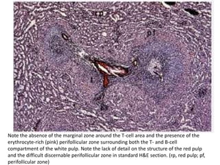 Note the absence of the marginal zone around the T-cell area and the presence of the
erythrocyte-rich (pink) perifollicular zone surrounding both the T- and B-cell
compartment of the white pulp. Note the lack of detail on the structure of the red pulp
and the difficult discernable perifollicular zone in standard H&E section. (rp, red pulp; pf,
perifollicular zone)
 