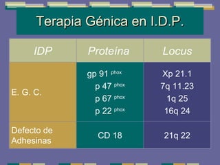 Terapia Génica en I.D.P. 21q 22 CD 18 Defecto de Adhesinas Xp 21.1 7q 11.23 1q 25 16q 24 gp 91  phox  p 47  phox p 67  phox p 22  phox E. G. C.  Locus Proteína  IDP 