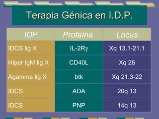Terapia Génica en I.D.P. 20q 13 ADA IDCS 14q 13 PNP IDCS Xq 21.3-22 btk Agamma lig X Xq 26 CD40L Hiper IgM lig X Xq 13.1-21.1 IL-2R  IDCS lig X Locus Proteína  IDP 