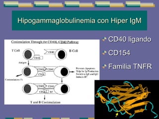 Hipogammaglobulinemia con Hiper IgM CD40 ligando CD154 Familia TNFR 
