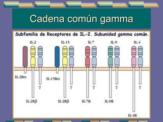 Cadena común gamma 