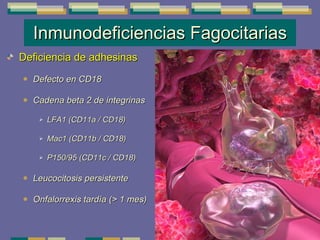 Inmunodeficiencias Fagocitarias Deficiencia de adhesinas Defecto en CD18  Cadena beta 2 de integrinas LFA1 (CD11a / CD18) Mac1 (CD11b / CD18) P150/95 (CD11c / CD18) Leucocitosis persistente Onfalorrexis tardía (> 1 mes) 