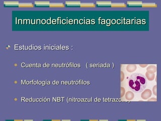 Inmunodeficiencias fagocitarias Estudios iniciales  : Cuenta de neutrófilos  ( seriada ) Morfología de neutrófilos Reducción NBT (nitroazul de tetrazolio) 
