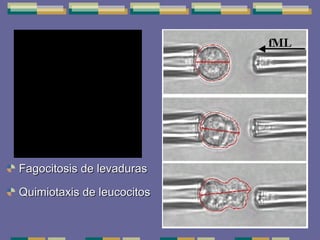 Fagocitosis de levaduras Quimiotaxis de leucocitos 