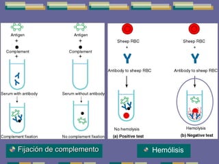 Fijación de complemento Hemólisis 