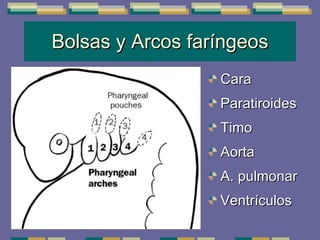 Bolsas y Arcos faríngeos Cara Paratiroides Timo Aorta A. pulmonar Ventrículos 