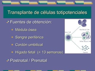 Transplante de células totipotenciales Fuentes de obtención: Médula ósea Sangre periférica Cordón umbilical Hígado fetal  (< 13 semanas) Postnatal / Prenatal 
