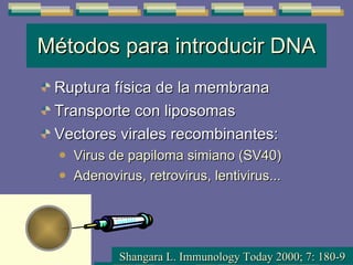Métodos para introducir DNA Ruptura física de la membrana Transporte con liposomas Vectores virales recombinantes: Virus de papiloma simiano (SV40) Adenovirus, retrovirus, lentivirus... Shangara L. Immunology Today 2000; 7: 180-9 