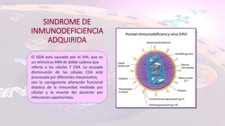 SINDROME DE
INMUNODEFICIENCIA
ADQUIRIDA
El SIDA está causado por el VIH, que es
un retrovirus ARN de doble cadena que
infecta a las células T CD4. La acusada
disminución de las células CD4 está
provocada por diferentes mecanismos,
con la consiguiente alteración funcional
drástica de la inmunidad mediada por
células y la muerte del paciente por
infecciones oportunistas.
 