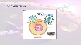 CICLO VITAL DEL HIV
 
