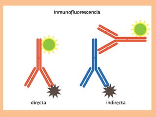 Inmunofluorescencia | PPT