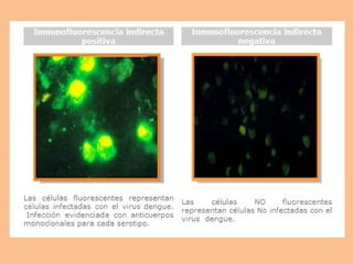 Inmunofluorescencia | PPT