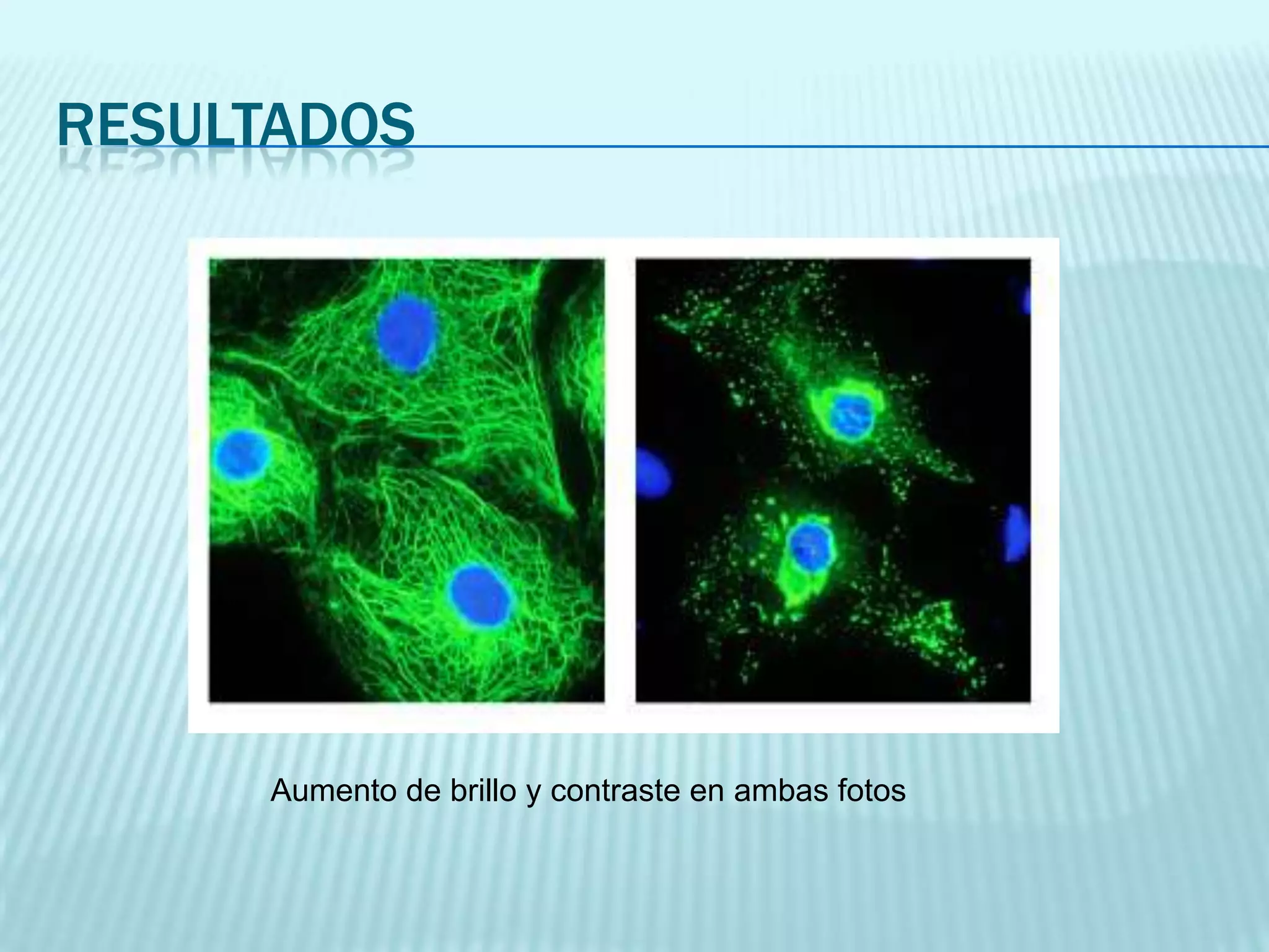 Inmunofluorescencia | PPTX
