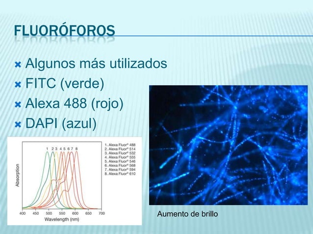 Inmunofluorescencia | PPTX