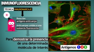 Inmunofluorescencia | PDF