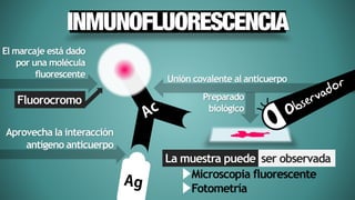 Inmunofluorescencia | PDF