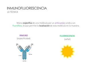 Inmunofluoresencia | PPTX