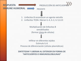 RESPUESTA                       PRODUCCIÓN DE ANTICUERPOS
INMUNE HUMORAL               PRESENTE



           1. Linfocitos B reconozcan un agente extraño
           2. Linfocitos TCD4+ liberan IL-4, IL-2, IL-5,IL13


                     Multiplicación de linfocitos B
                             sensibilizados
                      (formar clona de células)


                    Infiltrar en diferentes tejidos
                              Estimulo IL-6
           Proceso de diferenciación (células plasmáticas)

         SINTETIZAN Y LIBERAN AL EXTERIOR EN FORMA DE
             “ANTICUERPOS O INMUNOGLOBULINAS”
 