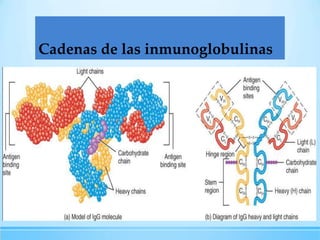 Cadenas de las inmunoglobulinas

 