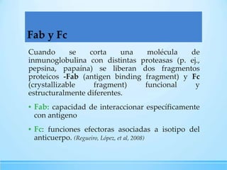 Fab y Fc
Cuando
se
corta
una
molécula
de
inmunoglobulina con distintas proteasas (p. ej.,
pepsina, papaína) se liberan dos fragmentos
proteicos -Fab (antigen binding fragment) y Fc
(crystallizable
fragment)
funcional
y
estructuralmente diferentes.

▪ Fab: capacidad de interaccionar específicamente
con antigeno
▪ Fc: funciones efectoras asociadas a isotipo del
anticuerpo. (Regueiro, López, et al, 2008)

 