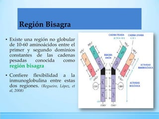 Región Bisagra
▪ Existe una región no globular
de 10-60 aminoácidos entre el
primer y segundo dominios
constantes de las cadenas
pesadas
conocida
como

región bisagra
▪ Confiere flexibilidad a la
inmunoglobulina entre estas
dos regiones. (Regueiro, López, et
al, 2008)

 