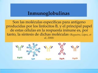 Inmunoglobulinas
Son las moléculas específicas para antígeno
producidas por los linfocitos B, y el principal papel
de estas células en la respuesta inmune es, por
tanto, la síntesis de dichas moléculas (Regueiro, López, et
al, 2008)

 