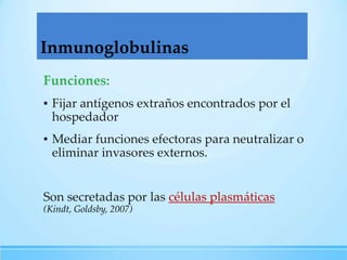 Inmunoglobulinas
Funciones:
▪ Fijar antígenos extraños encontrados por el
hospedador
▪ Mediar funciones efectoras para neutralizar o
eliminar invasores externos.

Son secretadas por las células plasmáticas
(Kindt, Goldsby, 2007)

 