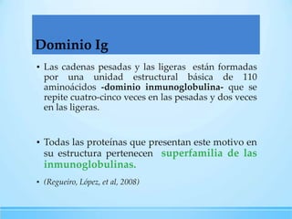 Dominio Ig
▪ Las cadenas pesadas y las ligeras están formadas
por una unidad estructural básica de 110
aminoácidos -dominio inmunoglobulina- que se
repite cuatro-cinco veces en las pesadas y dos veces
en las ligeras.

▪ Todas las proteínas que presentan este motivo en
su estructura pertenecen superfamilia de las

inmunoglobulinas.
▪ (Regueiro, López, et al, 2008)

 