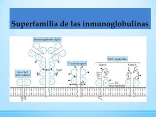 Superfamilia de las inmunoglobulinas

 